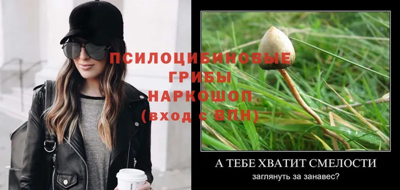 что такое   Севастополь  Галлюциногенные грибы Psilocybe 